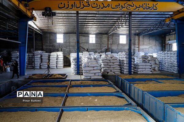 برداشت برنج میانه