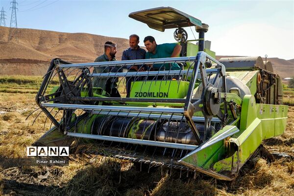 برداشت برنج میانه