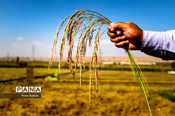 برداشت برنج میانه