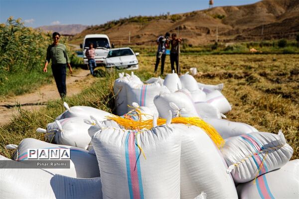 برداشت برنج میانه