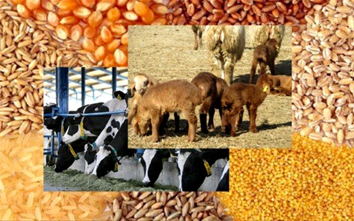 ورود بیش از ۱۲۰ هزار تن نهاده‌ دامی به کشور تا پایان آبان