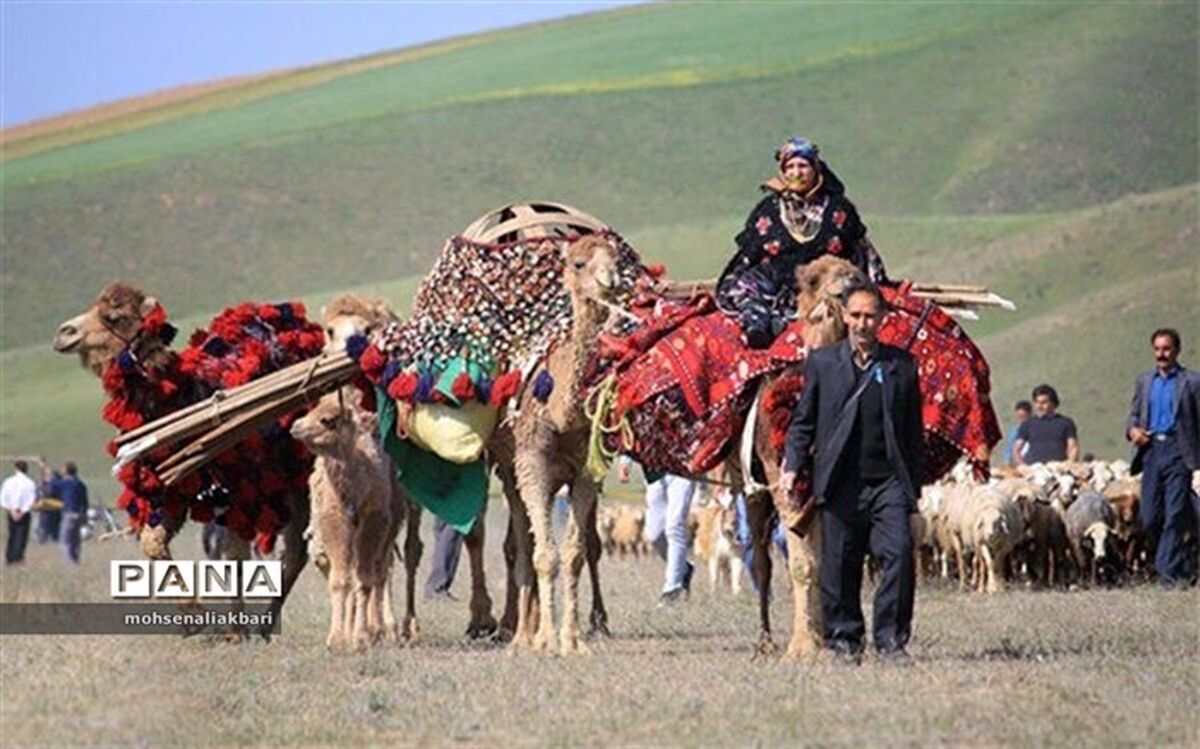 افزایش سطح درآمد عشایر با طرح تولید گوشت قرمز