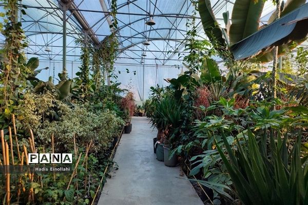 اولین جنگل استوایی کشور در شهرستان قرچک