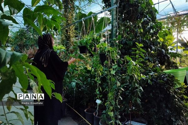 اولین جنگل استوایی کشور در شهرستان قرچک