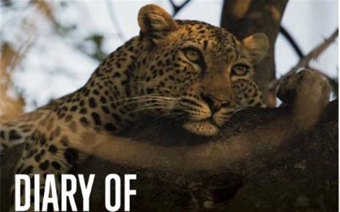 تماشای «سرگذشت پلنگ نوجوان»  از شبکه تهران