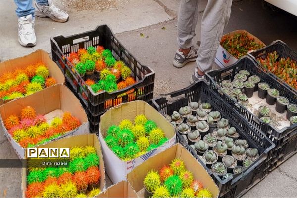 نمایشگاه گل و گیاه در مدرسه شهدای‌هسته‌ای قرچک