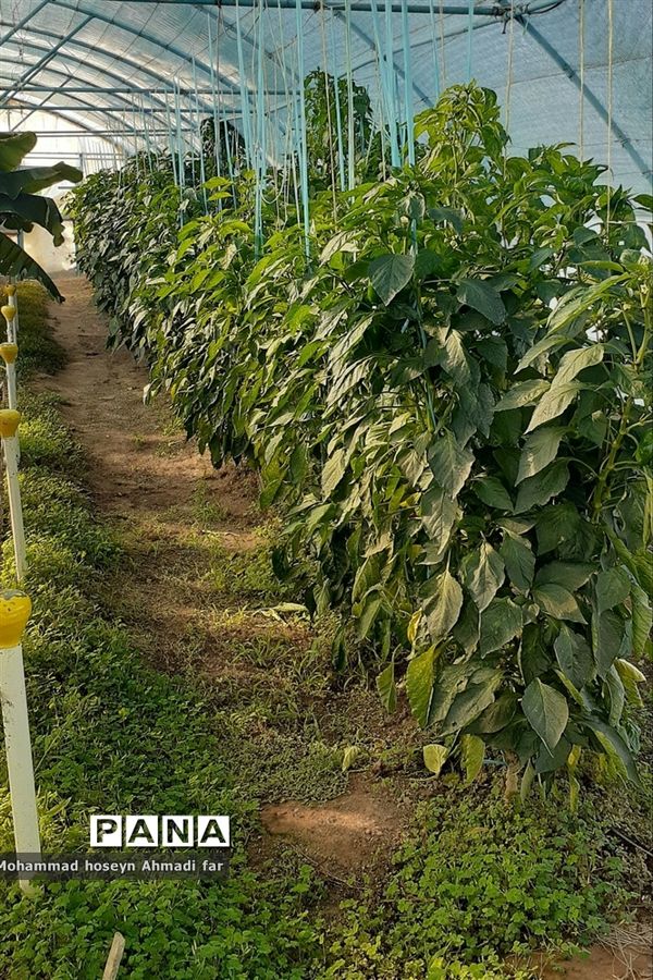 بازدید دانش‌آموزان دبستان پسرانه شهاب از گلخانه مرکز فنی و حرفه‌ای شماره ۱۷ کاشمر