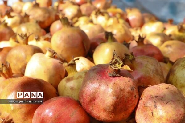 جشنواره یاقوت‌های سرخ فاروق