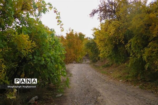 جشنواره یاقوت‌های سرخ فاروق