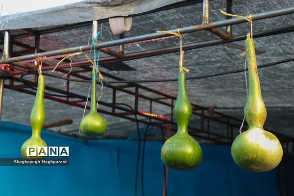 جشنواره یاقوت‌های سرخ فاروق