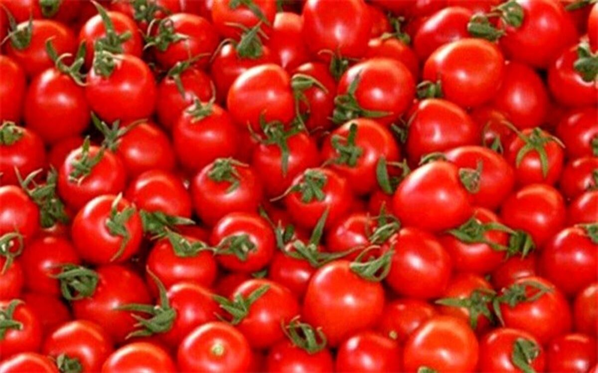 قیمت‌ گوجه‌فرنگی به‌زودی متعادل می‌شود