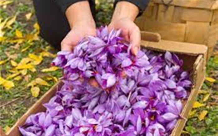 برداشت زعفران در شهرستان سرایان