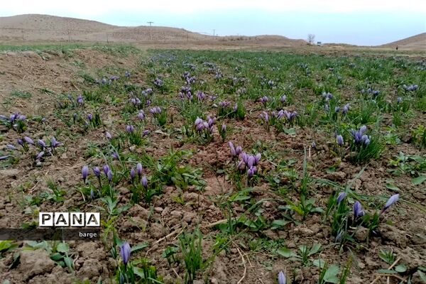 برداشت زعفران در روستای اردکول شهرستان زیرکوه