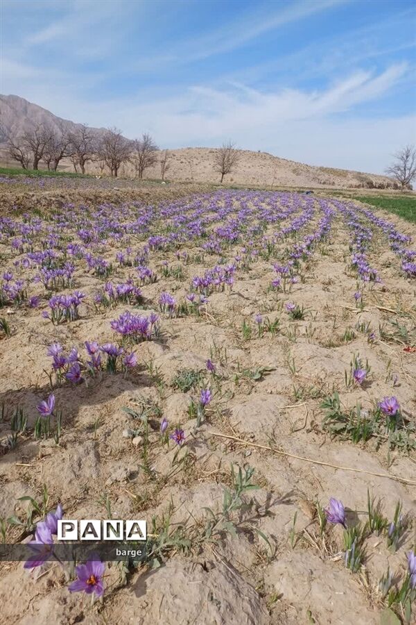 برداشت زعفران در روستای اردکول شهرستان زیرکوه