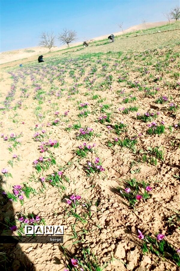 برداشت زعفران در روستای اردکول شهرستان زیرکوه
