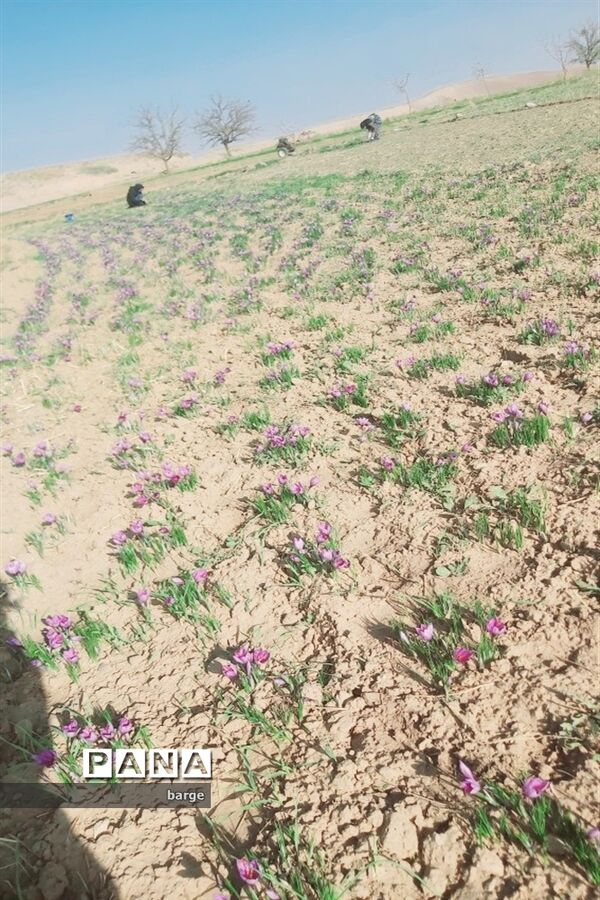 برداشت زعفران در روستای اردکول شهرستان زیرکوه