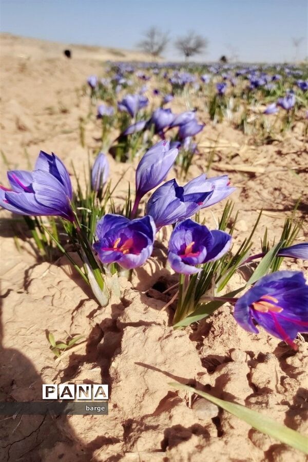 برداشت زعفران در روستای اردکول شهرستان زیرکوه