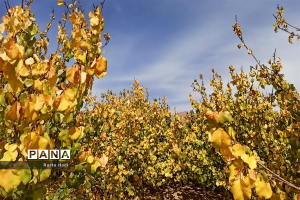 پاییز در شهر سورمق
