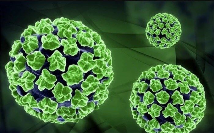 شناسایی ۱۷۰ نوع ویروس HPV