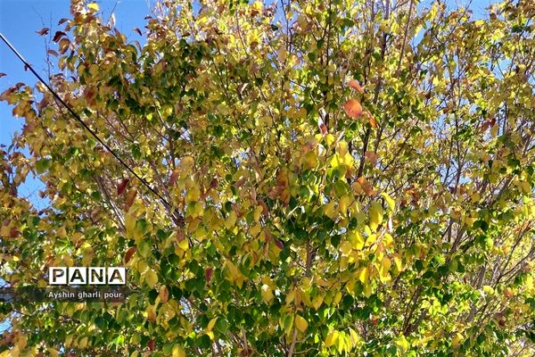 فصل پاییز در شیراز