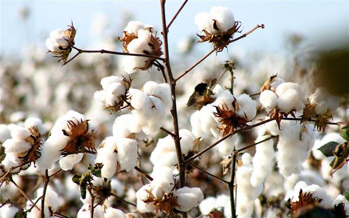 برداشت ۸۰ درصد پنبه از مزارع استان اردبیل