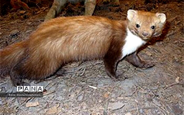 تلف شدن یک ‌سمور سنگی در سانحه جاده‌ای شهرستان شیروان