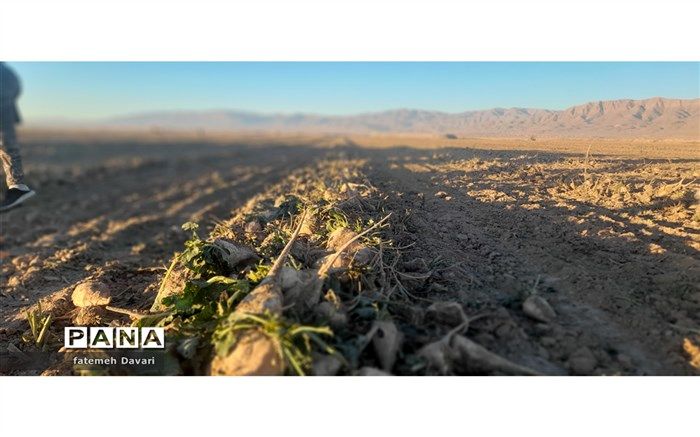 کشت و آبیاری چغندر به روش مکانیزه در شهرستان فاروج