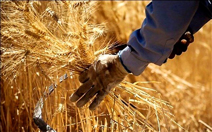 در مسیر خودکفایی گندم؛افزایش تولید و کاهش واردات