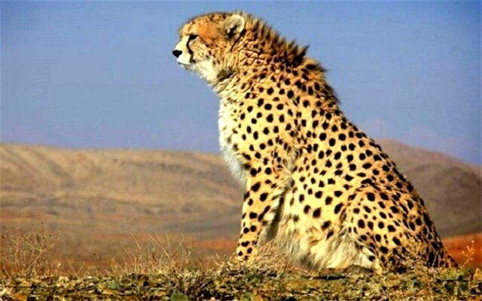 فرصت ۵ ساله برای نجات یوز از انقراض