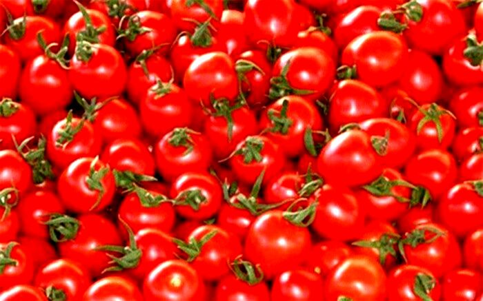 قیمت گوجه در روزهای آتی کاهش می‌یابد
