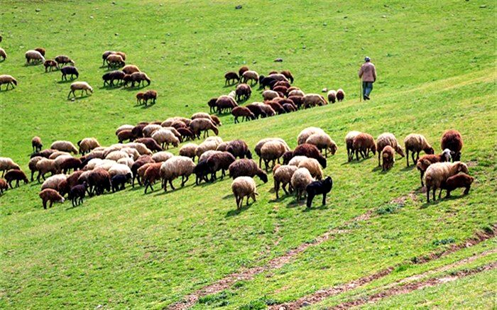 واردات بدون محدودیت دام زنده توسط مرزنشینان مجاز شد
