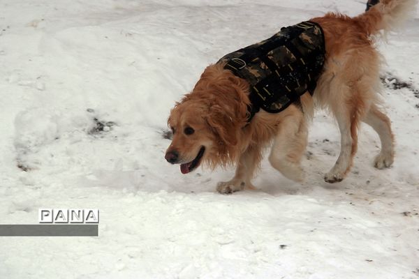 شادی مردم تهران در پی بارش برف زمستانی