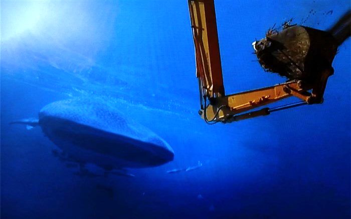 همراه با کوسه نهنگ تنها و رویارویی با فجایع خلیج‌فارس