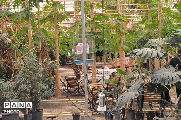 بازدید فرماندار ورامین و معاون گردشگری وزارت میراث از مزارع استوایی پاپایا در شهرستان ورامین 