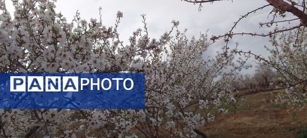 شکوفه‌ها در فصل بهار