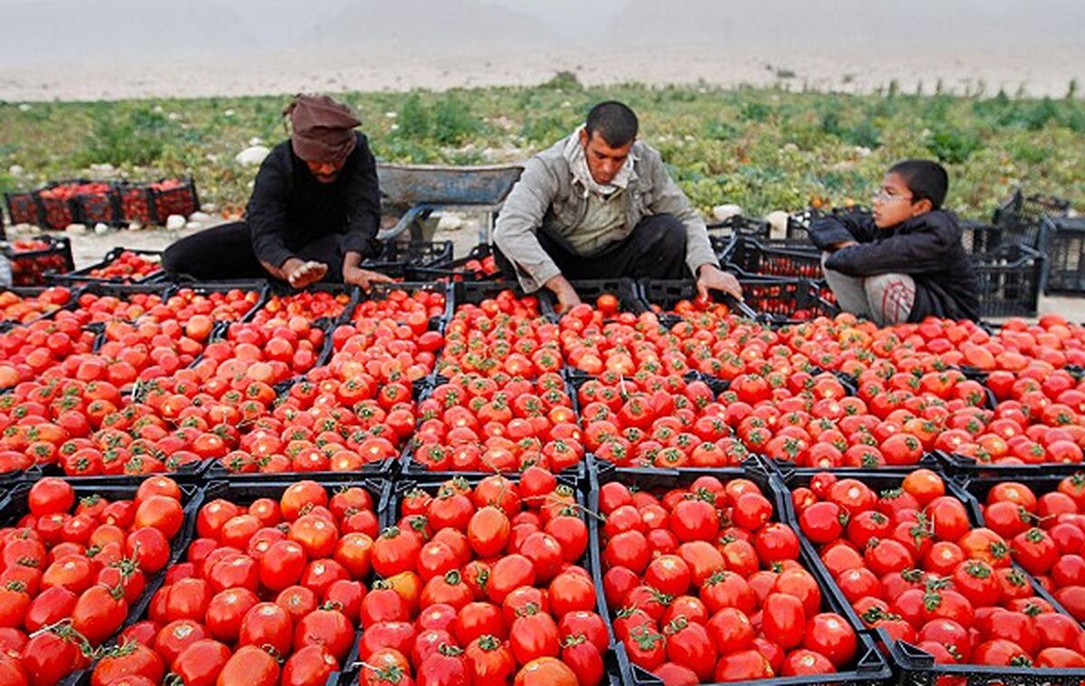 سود صادرات گوجه‌فرنگی سهم کشاورزان نشد