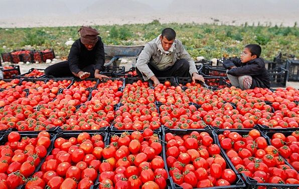 سود صادرات گوجه‌فرنگی سهم کشاورزان نشد