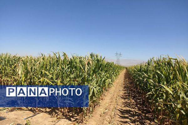 جمع آوری ذرت علوفه ای در روستاهای شهرستان فاروج 