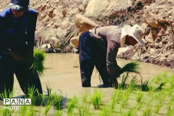 برنجکاری در پلبریده