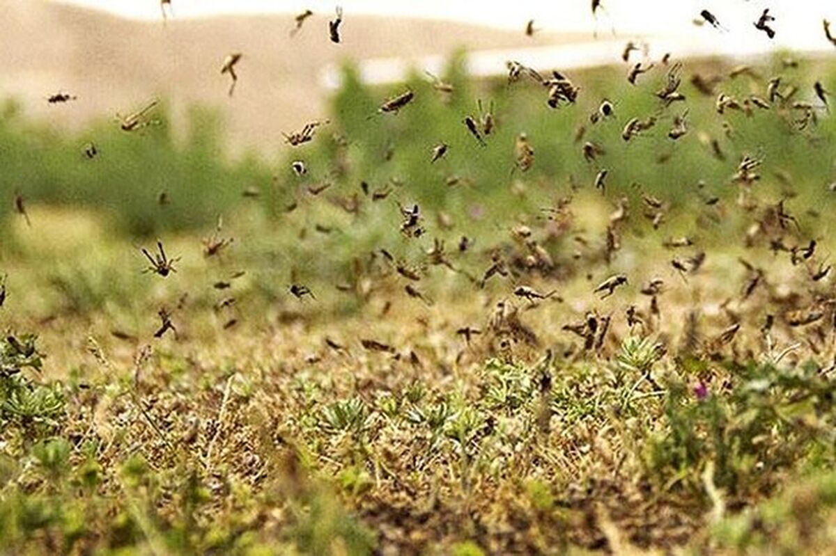 هجوم ملخ‌ها به مزارع بوشهر؛ تهدیدی جدی برای محصولات کشاورزی
بوشهر