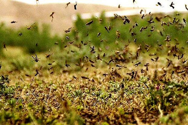 هجوم ملخ‌ها به مزارع بوشهر؛ تهدیدی جدی برای محصولات کشاورزی
بوشهر