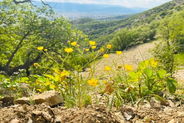 جلوه‌های بهاری طبیعت یاسوج
