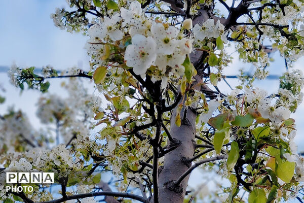  بهاریِ رنگارنگ در پل‌بریده