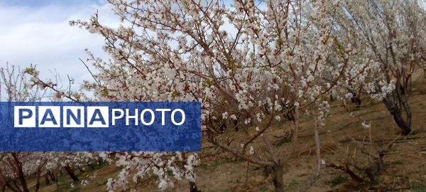 شکوفه‌ها در فصل بهار