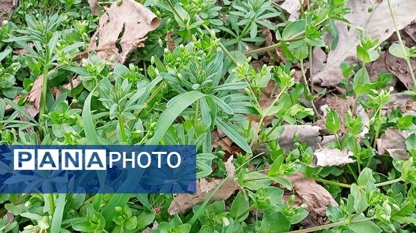 آوای گوش‌نواز بهار در طبیعت شهرستان‌بن