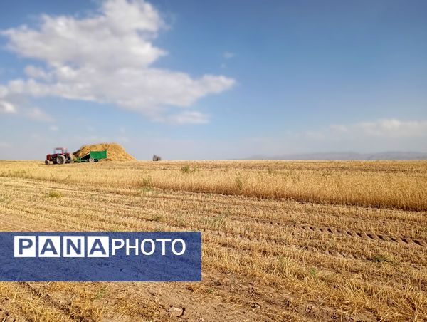 گندم، یکی ازمحصولات کشاورزی در روستای گزکوه 