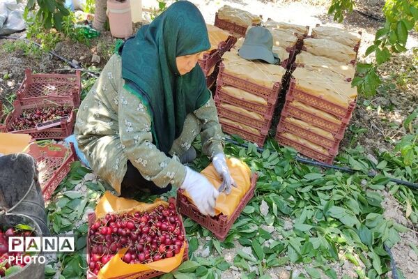 فصل چیدن یاقوت های چشم نواز در شهر بار نیشابور-۱