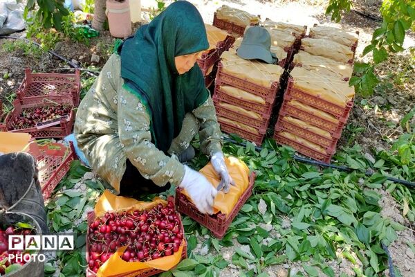 فصل چیدن یاقوت های چشم نواز در شهر بار نیشابور-۱