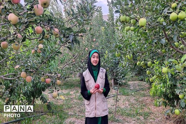 طعم شیرین تابستان در شهربار نیشابور