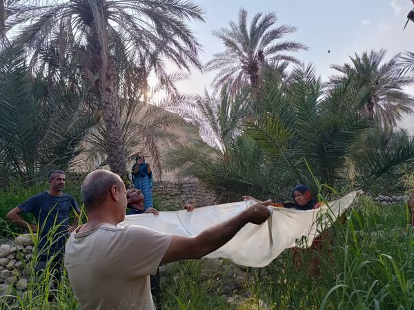 برداشت خرما در شهر رویدر 